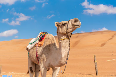 View of a horse on sand
