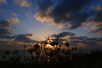 Close-up of silhouette plants against sky during sunset