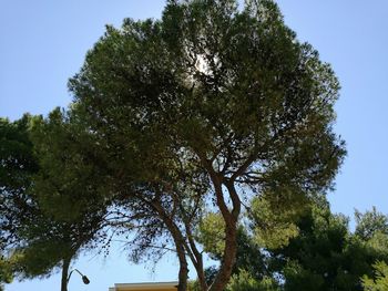 Low angle view of trees against clear blue sky