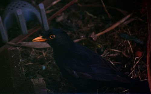 Close-up of bird perching on a field