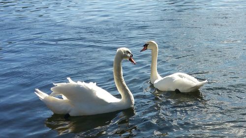 Swan swimming in lake