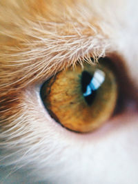 Close-up of cat eye