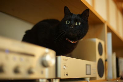 pet