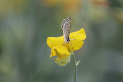 Close-up of yellow butterfly pollinating on flower