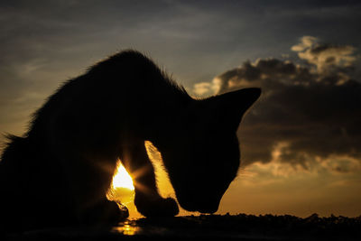 Silhouette of a horse