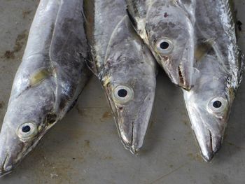 Close-up of fish in market