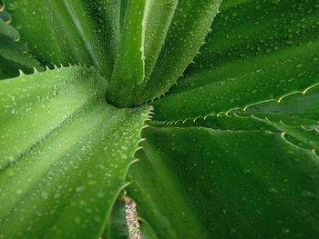 Full frame shot of succulent plant