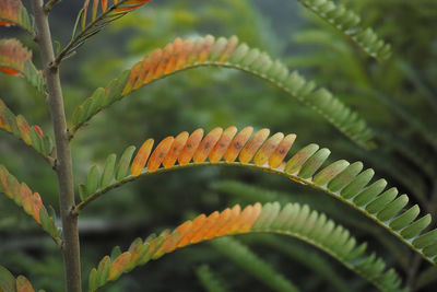 Close-up of fern leaves on tree