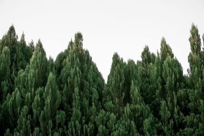 Panoramic view of trees in forest against clear sky