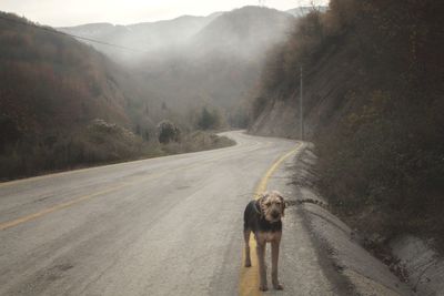 View of dog on road