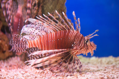 Close-up of fish swimming in sea