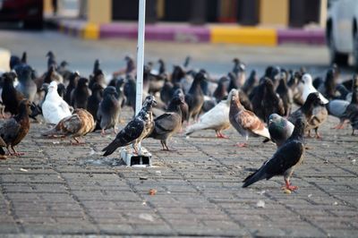 Flock of pigeons perching on footpath