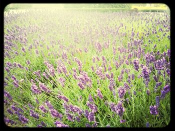 Purple flowers growing in field