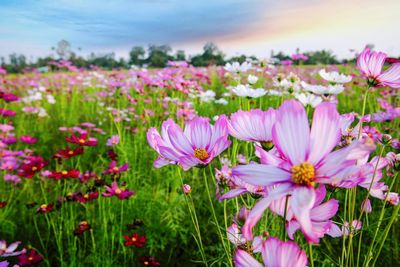 Close-up of pink cosmos flowers on field