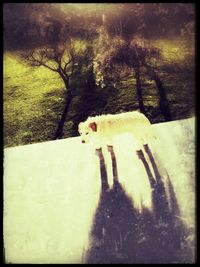 Shadow of a cat on field