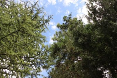 Low angle view of trees