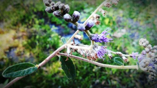 Close-up of purple flowers