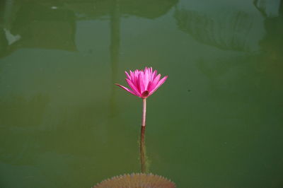 Close-up of lotus water lily