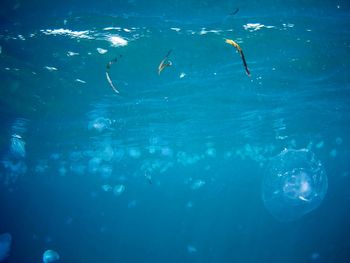 Jellyfish swimming in sea