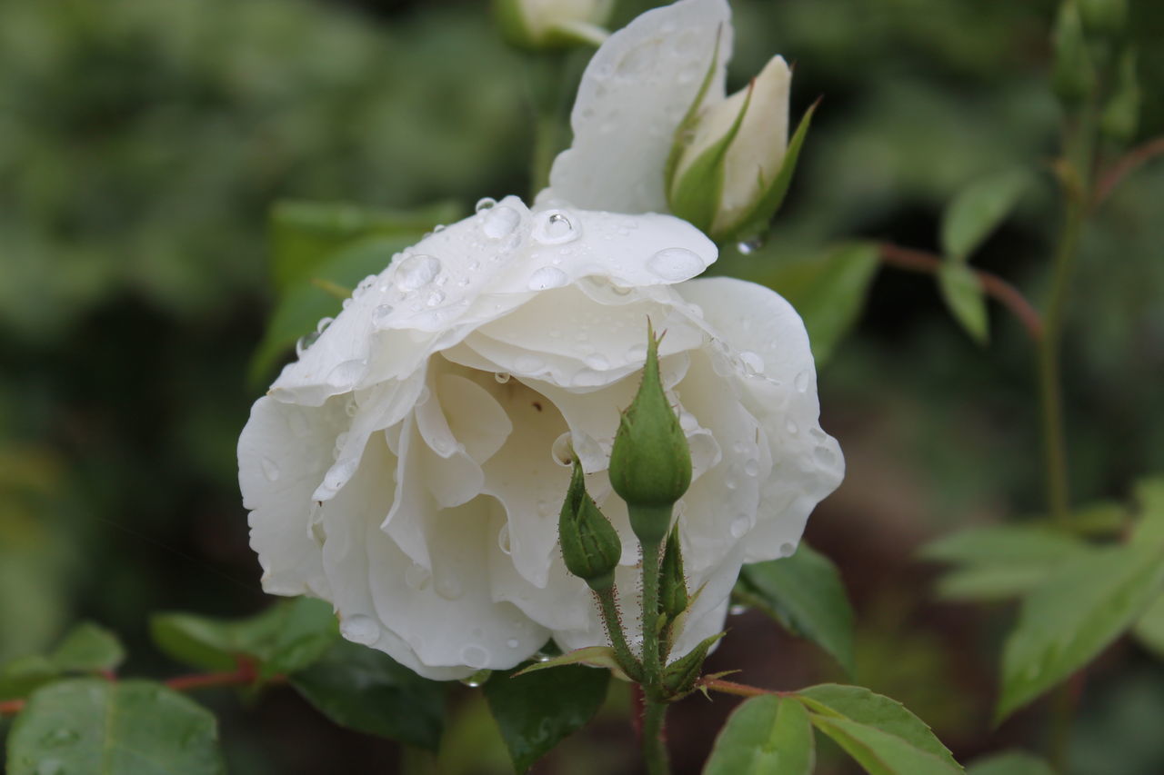 CLOSE-UP OF WET WHITE FLOWER