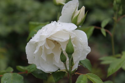 Close-up of wet white rose flower