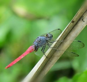 Close-up of damselfly perching on plant