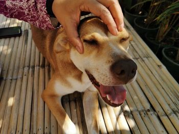 Close-up of hand holding dog
