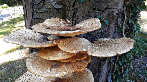 Close-up of mushrooms growing on tree trunk in forest