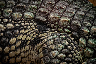 Full frame shot of a lizard cocodrile