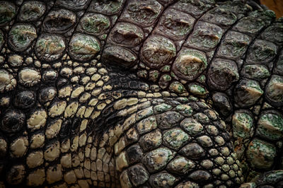 Full frame shot of a lizard