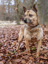 Dog looking away on field