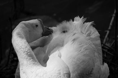 Close-up of a bird