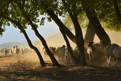 Goats and sheeps on road in greci, romania in summer drought