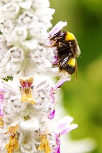 Close-up of honey bee on flower