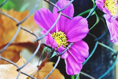 Close-up of pink flowering plant