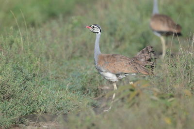 View of bird on land