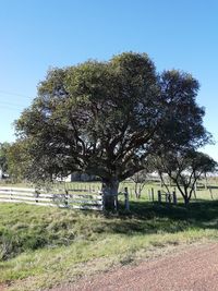 Trees on field against clear blue sky