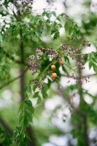 Close-up of berries growing on tree