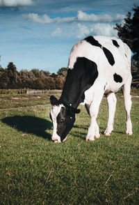 View of cow grazing on field