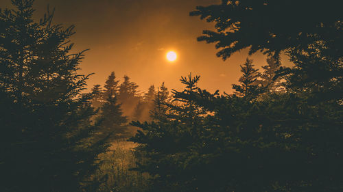 Silhouette trees against sky during sunset