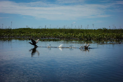 View of birds in lake