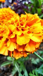 Close-up of yellow flower