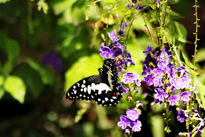 Close-up of butterfly pollinating on purple flower