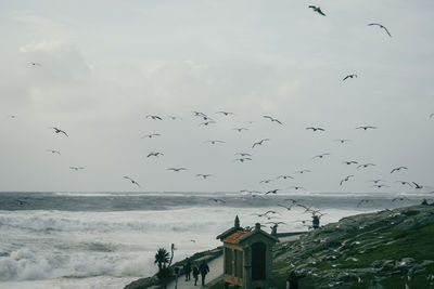 Seagulls flying over sea against sky