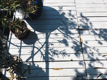 Low angle view of potted plants hanging on plant