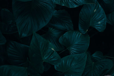 Close-up of green leaves on plant