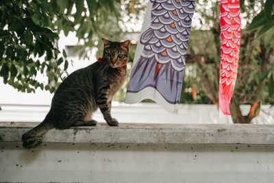 Cat looking through window on tree