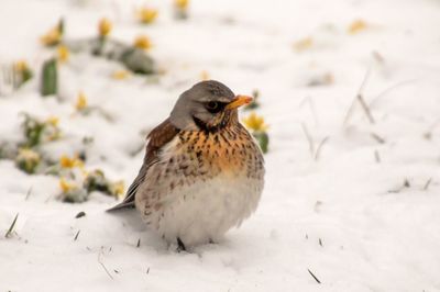 Close-up of bird perching on snow field