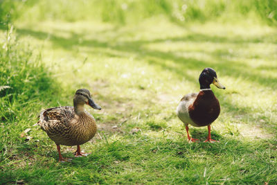 Mallard ducks on grassy field