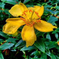 Close-up of yellow flower